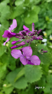 Attēlu rezultāti vaicājumam “Lunaria rediviva flower”