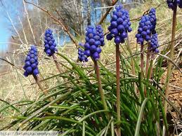 Attēlu rezultāti vaicājumam “Muscari neglectum”