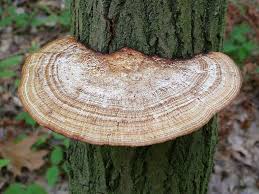 Attēlu rezultāti vaicājumam “Daedaleopsis confragosa”