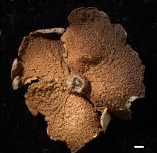 Attēlu rezultāti vaicājumam “Dermatocarpon miniatum”