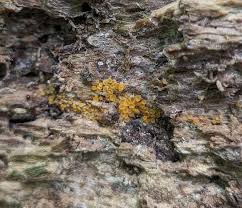 Attēlu rezultāti vaicājumam “Orbilia sp.”