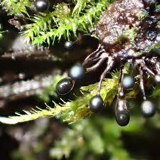 Attēlu rezultāti vaicājumam “Lamproderma columbinum”