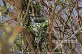 Attēlu rezultāti vaicājumam “Fringilla coelebs nest”