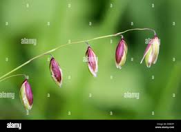 Attēlu rezultāti vaicājumam “Melica nutans flower”