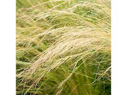 Attēlu rezultāti vaicājumam “Najas tenuissima leaf”