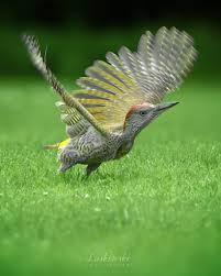 Attēlu rezultāti vaicājumam “Ptilidium pulcherrimum sporophyte”