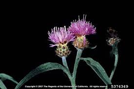 Image result for Centaurea nigra