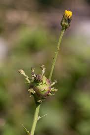 Attēlu rezultāti vaicājumam “Aulacidea hieracii”