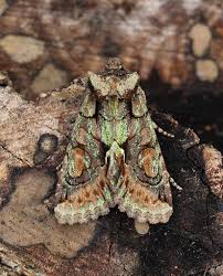 Attēlu rezultāti vaicājumam “Allophyes oxyacanthae”