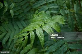 Attēlu rezultāti vaicājumam “Pterocarya fraxinifolia leaf”