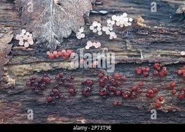 Attēlu rezultāti vaicājumam “Enerthenema papillatum”