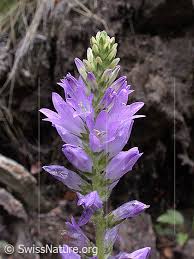 Image result for Campanula spicata
