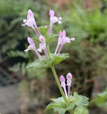 Attēlu rezultāti vaicājumam “Lamium amplexicaule flower”