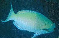 Image result for Chlorurus perspicillatus