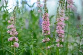 Image result for Lythrum salicaria