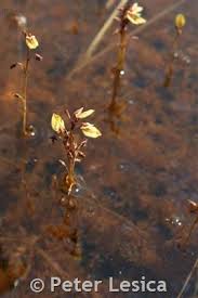 Attēlu rezultāti vaicājumam “Utricularia minor”