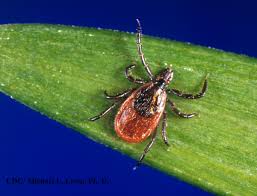 Attēlu rezultāti vaicājumam “Ixodes male”