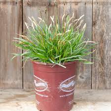 Attēlu rezultāti vaicājumam “Sesleria caerulea leaf”