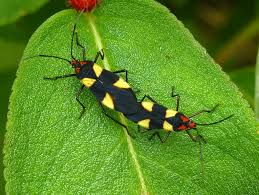 Attēlu rezultāti vaicājumam “Lygaeidae”