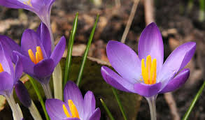 Attēlu rezultāti vaicājumam “Crocus tommasinianus flower”