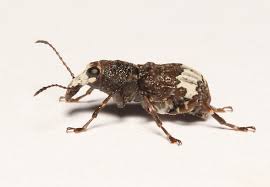 Attēlu rezultāti vaicājumam “Anthribidae”