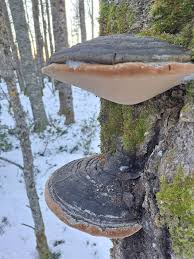 Attēlu rezultāti vaicājumam “Phellinus populicola”