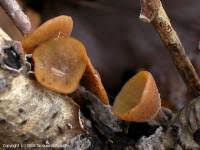 Attēlu rezultāti vaicājumam “Rutstroemia firma”