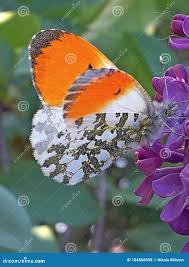 Attēlu rezultāti vaicājumam “Anthocharis cardamines male”