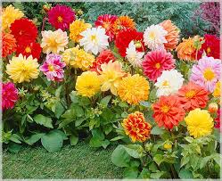 Image result for Dahlia hybrid.