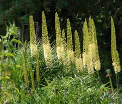 Image result for Steppenkerze