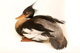 Attēlu rezultāti vaicājumam “Mergus serrator”