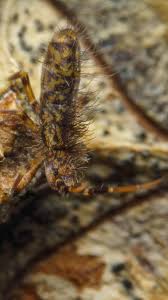 Attēlu rezultāti vaicājumam “Orchesella flavescens”