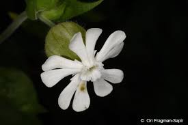 Attēlu rezultāti vaicājumam “Silene latifolia subsp. alba flower”