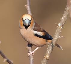 Attēlu rezultāti vaicājumam “Ectobius sylvestris male”