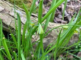 Attēlu rezultāti vaicājumam “Gagea lutea”