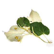 Attēlu rezultāti vaicājumam “Tilia platyphyllos Laciniata fruit”