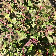 Image result for Neuseeländer Salat