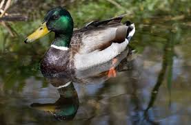 Attēlu rezultāti vaicājumam “Anas platyrhynchos”