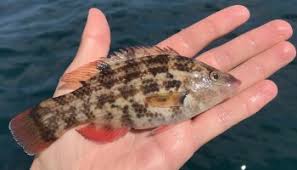 Image result for Symphodus bailloni