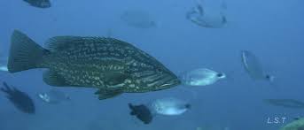 Image result for Mycteroperca rubra