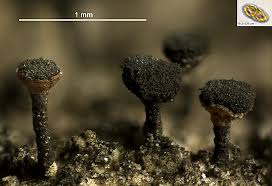 Attēlu rezultāti vaicājumam “Calicium adspersum”