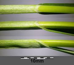 Attēlu rezultāti vaicājumam “Carex disticha”