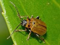 Attēlu rezultāti vaicājumam “Lochmaea caprea”