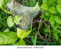 Attēlu rezultāti vaicājumam “Yponomeuta evonymella larva”