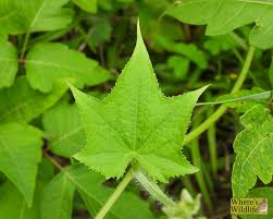 Attēlu rezultāti vaicājumam “Echinocystis lobata leaf”