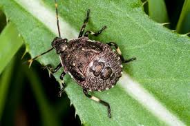 Attēlu rezultāti vaicājumam “Picromerus bidens”