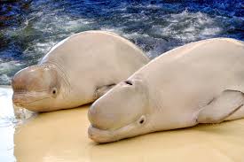 Image result for Delphinapterus leucas