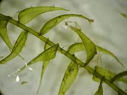 Attēlu rezultāti vaicājumam “Drepanocladus aduncus”