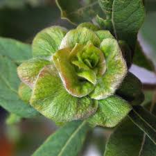 Attēlu rezultāti vaicājumam “Rhabdophaga rosaria”