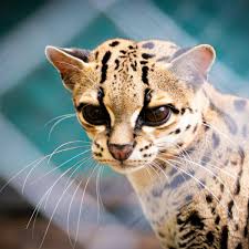 Image result for оцелот